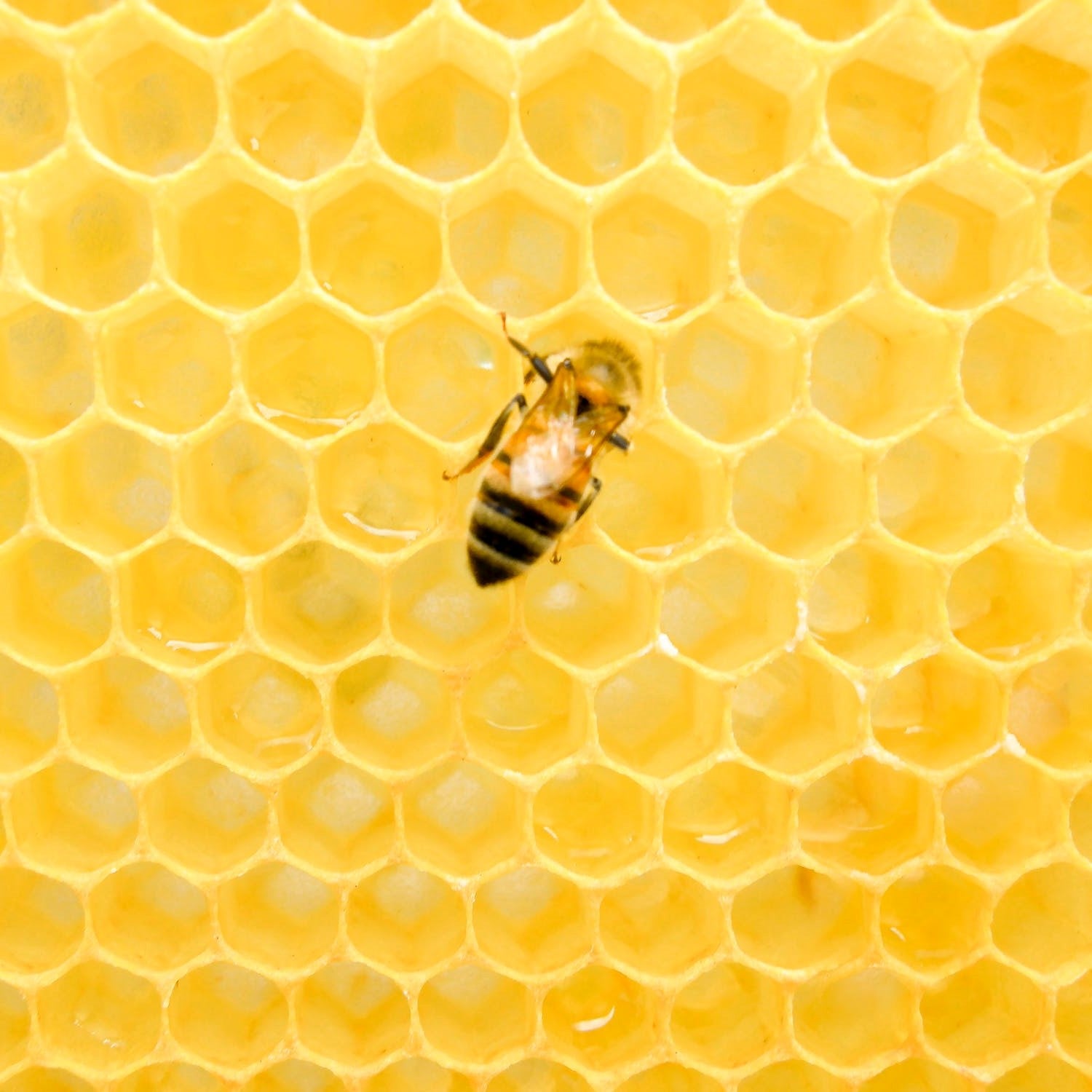 How do Bees Make Beeswax?- Carolina Honeybees