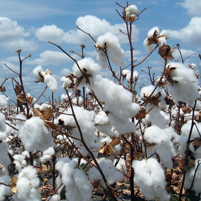 Why we only use GOTS certified organic cotton