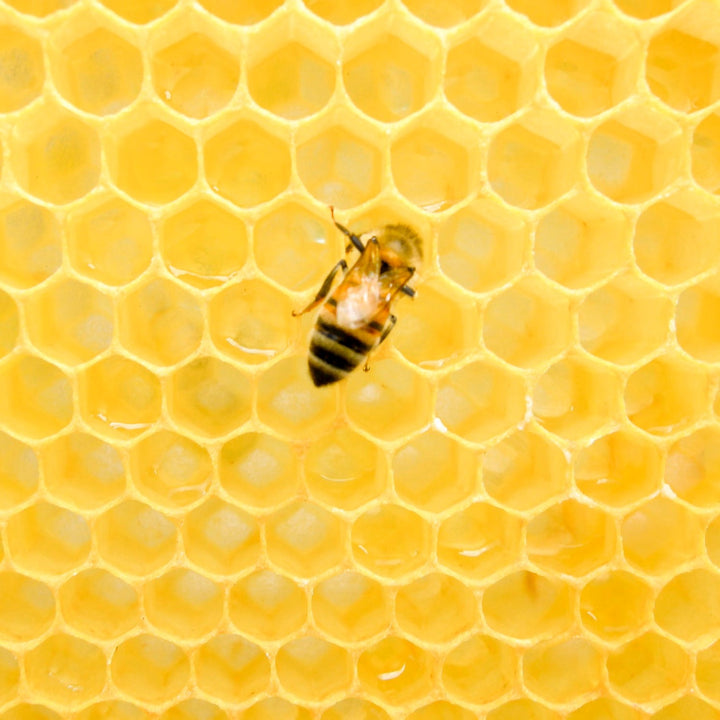 How do bees make beeswax?